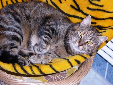 Fluschi (November 2016)