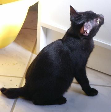 Maja (November 2005)