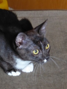 Mola (Dezember 2017)