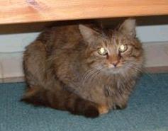 Agia Pelagia (Anfang 2004)