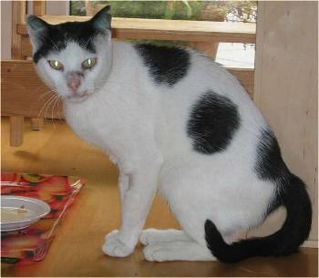 Jannis (September 2004)