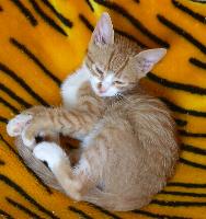 Mikis (September 2004)