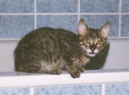 Er h&auml;lt den Rekord in t&auml;glicher Zunahme - 46% in 8 Tagen (Ivan September 2001)