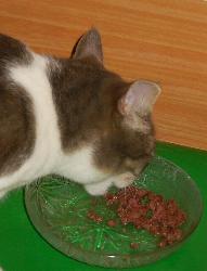 Quietsch frißt Bächle Herz (Dezember 2003)