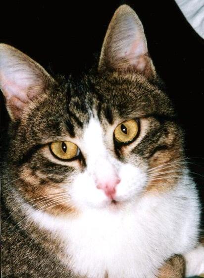 Schnurri (Februar 2001)