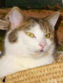 Sweety (Dezember 2003)