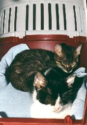 So k&ouml;nnte der Inhalt einer Transportbox aussehen (Ivan und Pamina September 2001)