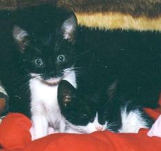 Die K&auml;tzin liegt mit 41� Fieber flach, der kleine Kater sitzt noch (September 2001)