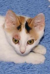 Befall mit Hautpilz (hier: microsporum canis) &uuml;ber dem rechten Auge (Sina Juli 2003)