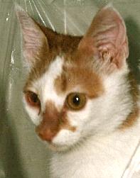 Das rechte Auge ist vom Katzenschnupfen ger&ouml;tet (Sunny August 2000)